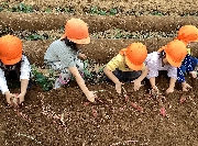 さつまいも掘りに行ってきました🍠